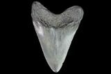 Juvenile Megalodon Tooth - Georgia #99140-1